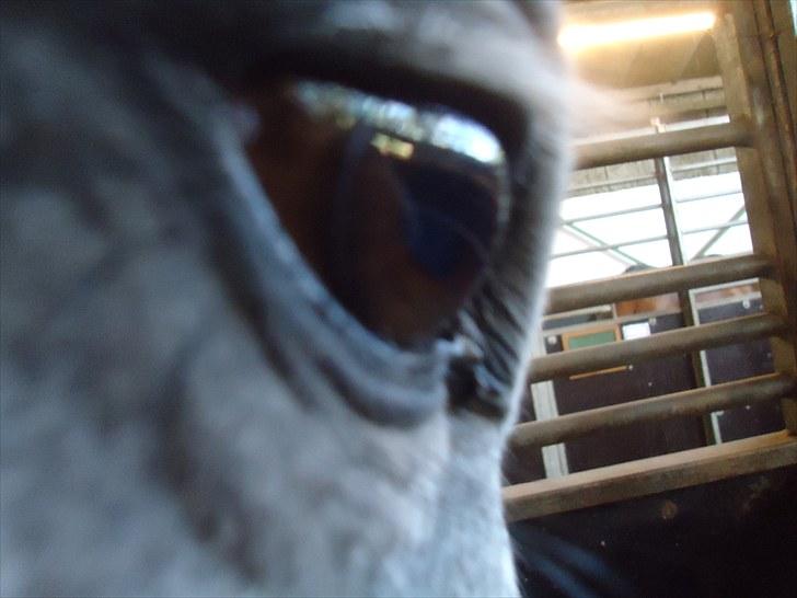 Dansk Varmblod Le Noir billede 1