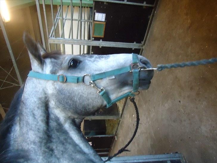 Dansk Varmblod Le Noir billede 2