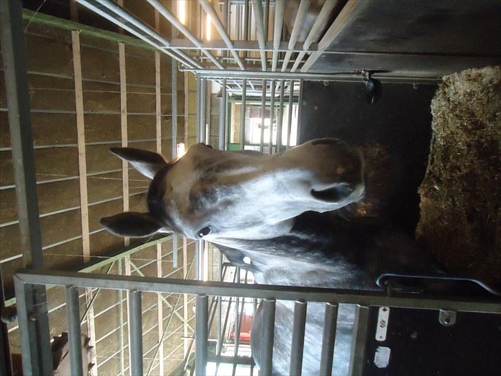 Dansk Varmblod Le Noir billede 4