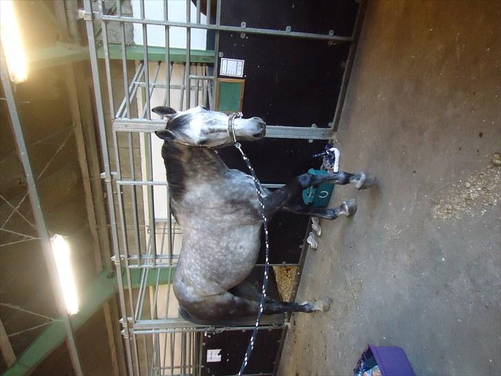 Dansk Varmblod Le Noir billede 5