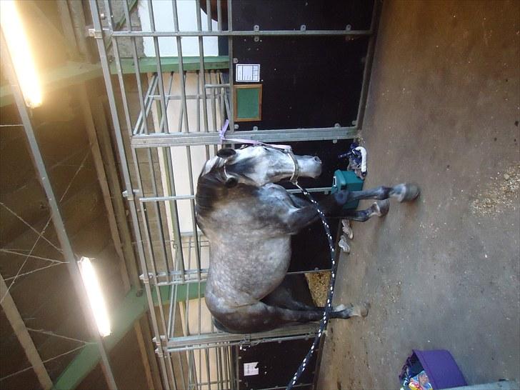 Dansk Varmblod Le Noir billede 6