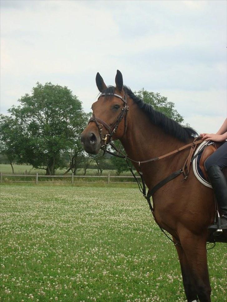 Dansk Varmblod Højvangs Colett -  Højvangs Colett <3 billede 16