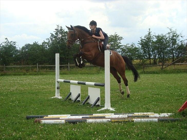 Dansk Varmblod Højvangs Colett - dejlig hest!  billede 17