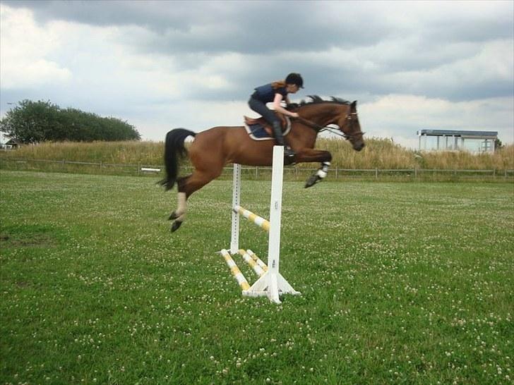 Dansk Varmblod Højvangs Colett billede 18