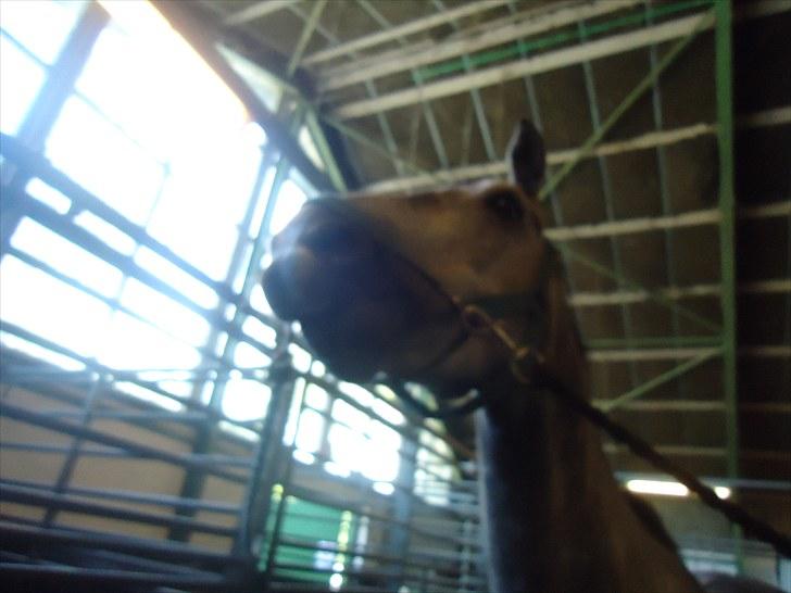 Dansk Varmblod Le Noir billede 7