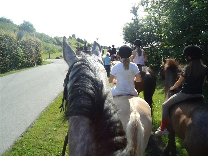 Dansk Varmblod Le Noir billede 8