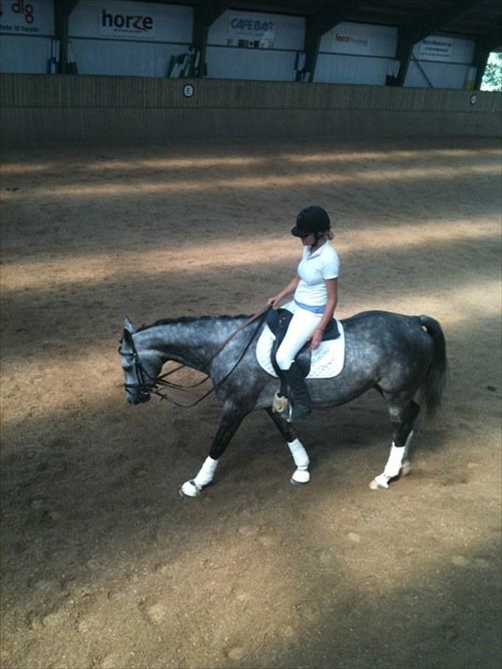 Dansk Varmblod Le Noir billede 9