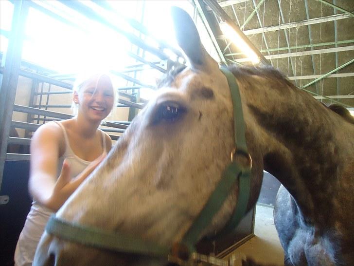 Dansk Varmblod Le Noir billede 10