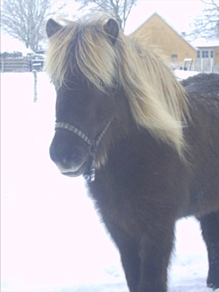 Islænder Tritla fra Liselund billede 5