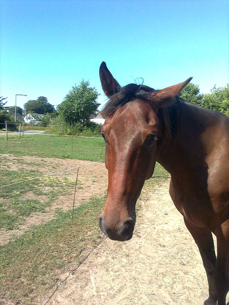 Traver Luke billede 2