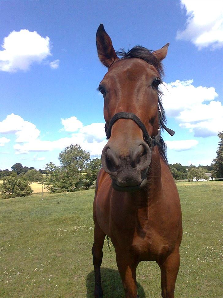 Traver Luke billede 3