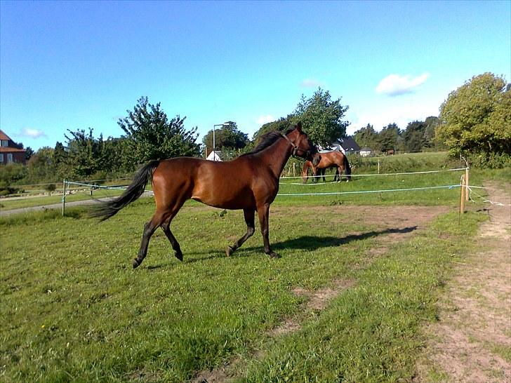 Traver Luke billede 5