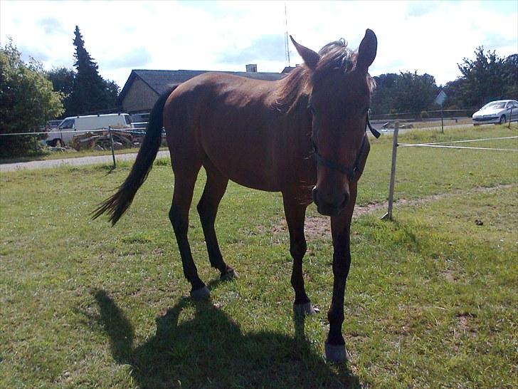 Traver Luke billede 6