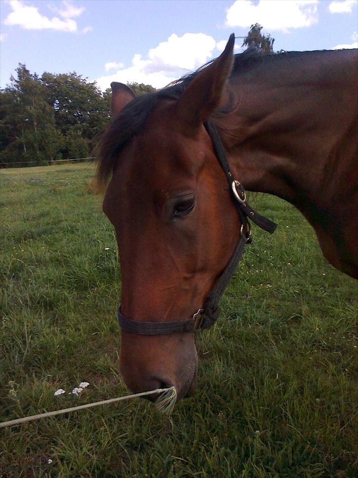 Traver Luke billede 7