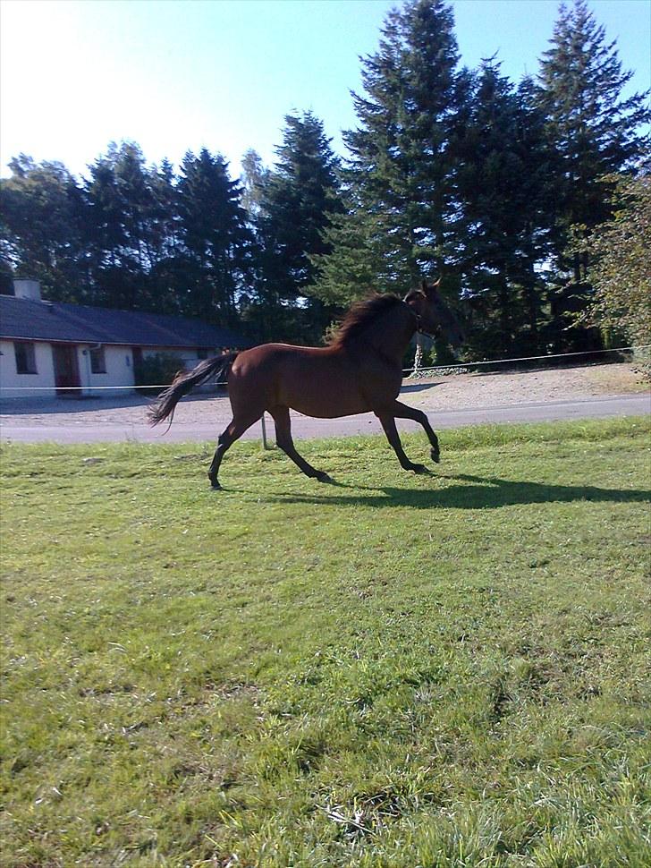 Traver Luke billede 8