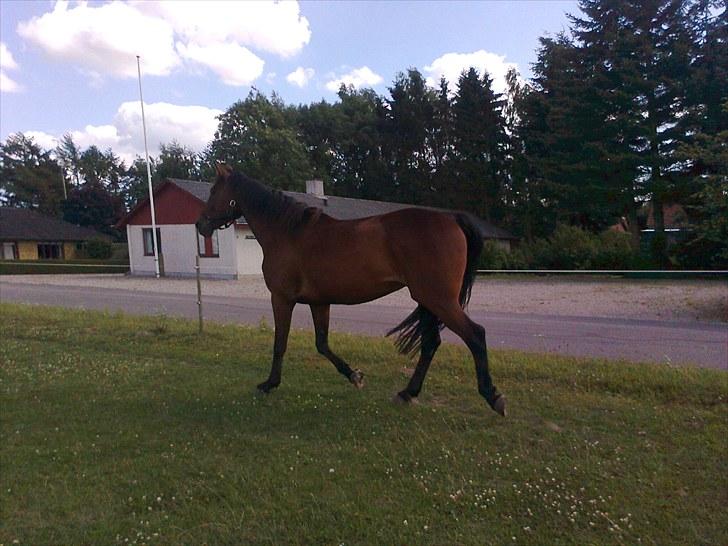 Traver Luke billede 9