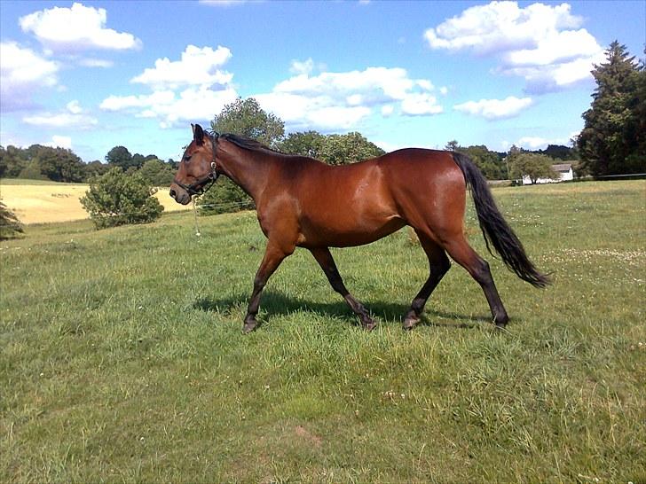 Traver Luke billede 11