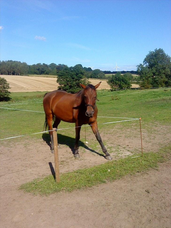 Traver Luke billede 12