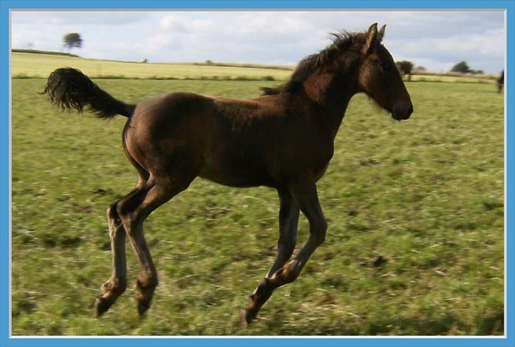 Anden særlig race Luchano (solgt) - Luchano 3 måneder billede 17