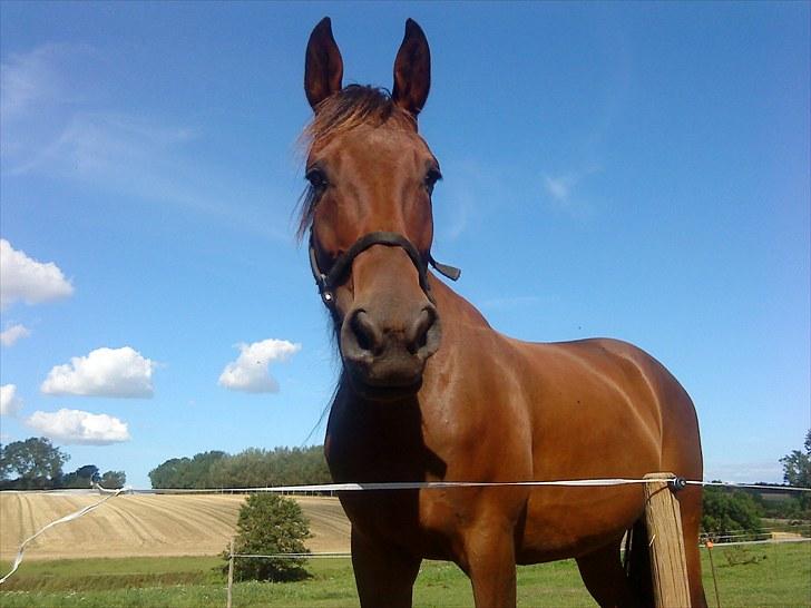 Traver Luke billede 15