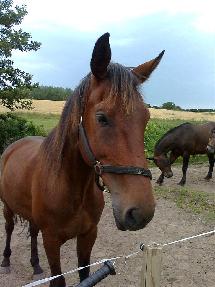 Traver Luke billede 16