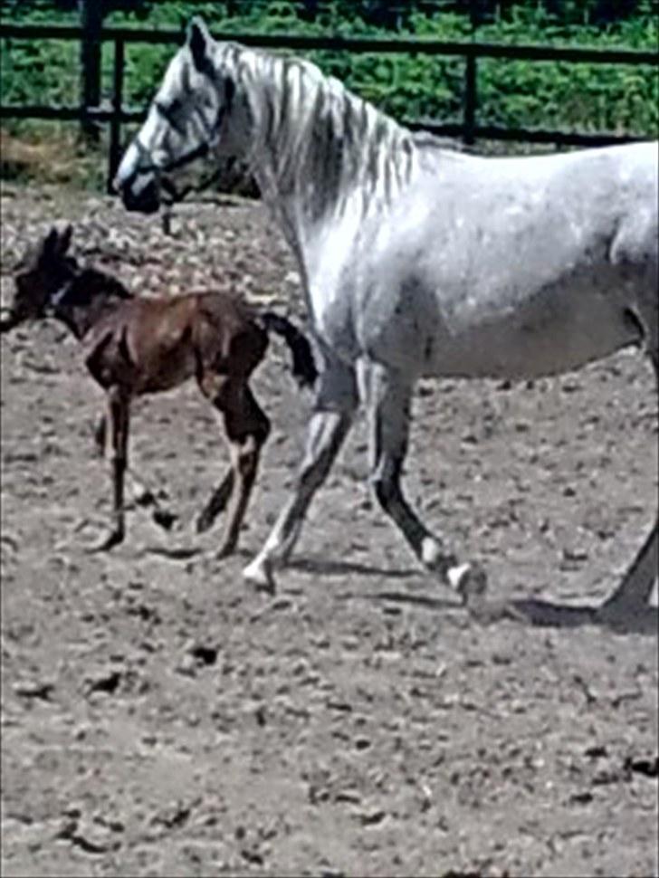 Connemara Marienhøjs Bella billede 2