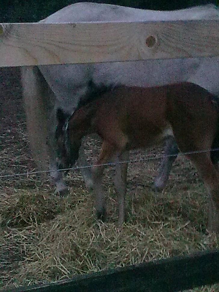 Connemara Marienhøjs Bella billede 3