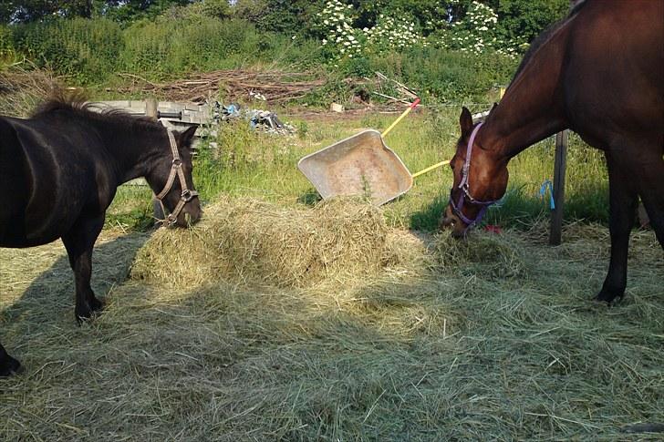 Traver La bell - mine 2 dejlig heste Labell og Charlie billede 6