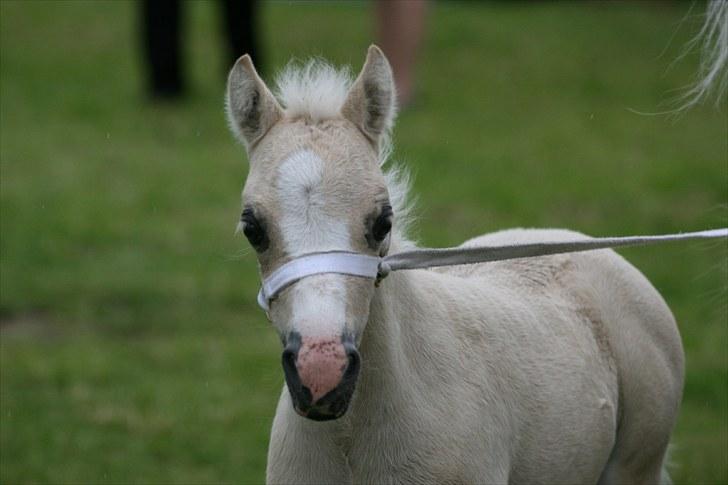 Welsh Mountain (sec A) Rø's Blondie (Solgt ) billede 1