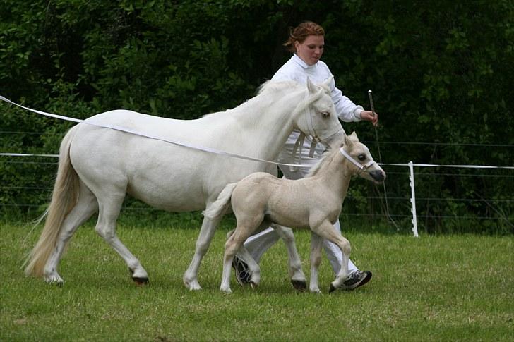 Welsh Mountain (sec A) Rø's Blondie (Solgt ) billede 2