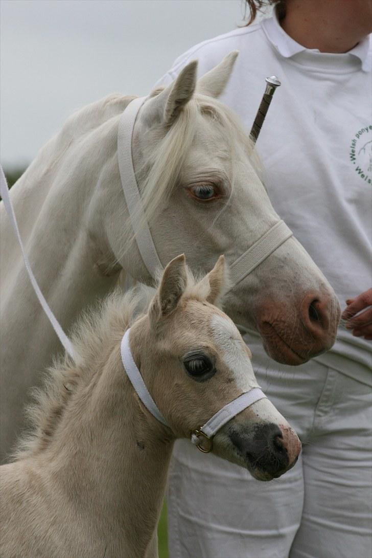 Welsh Mountain (sec A) Rø's Blondie (Solgt ) billede 3