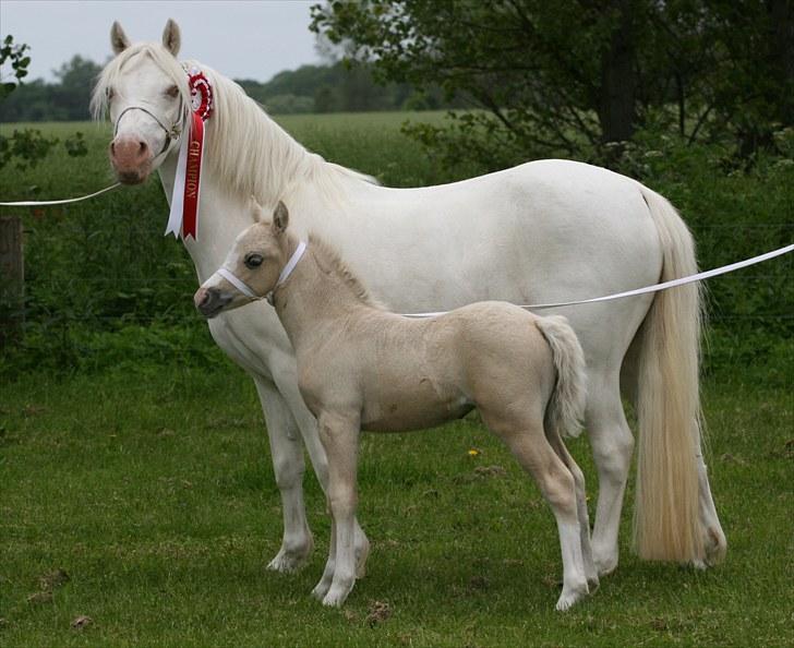 Welsh Mountain (sec A) Rø's Blondie (Solgt ) billede 4