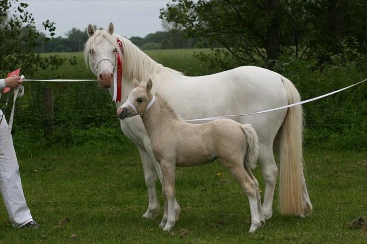 Welsh Mountain (sec A) Rø's Blondie (Solgt ) billede 5