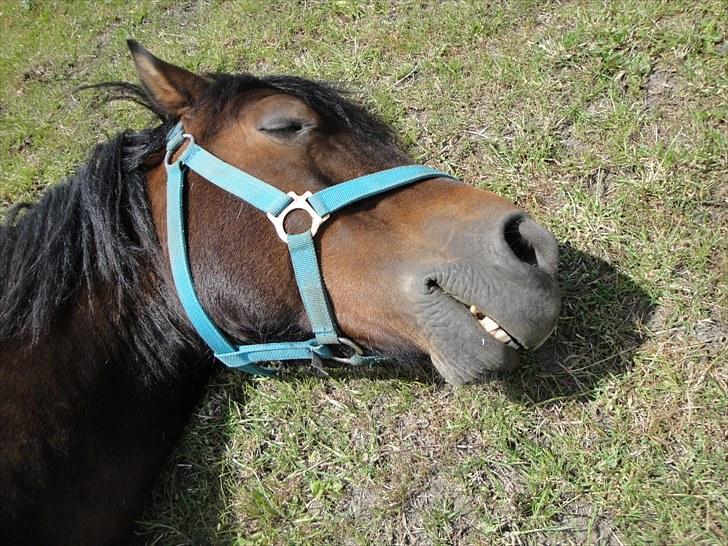 New Forest Ida´s Moonlight *Monty* - bare rolig han er ikke død, haha billede 10