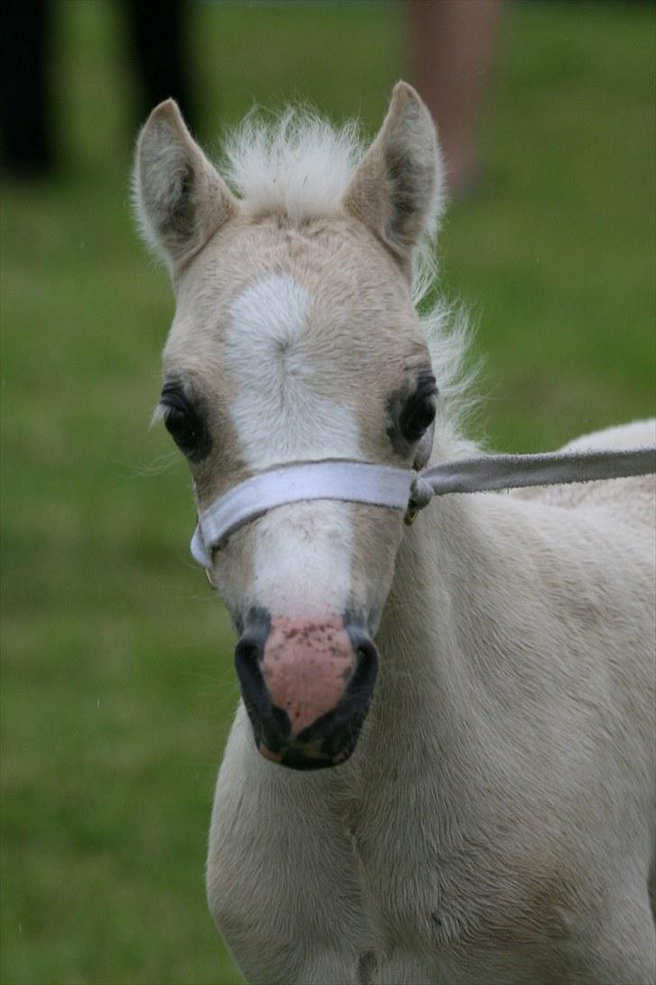 Welsh Mountain (sec A) Rø's Blondie (Solgt ) billede 6