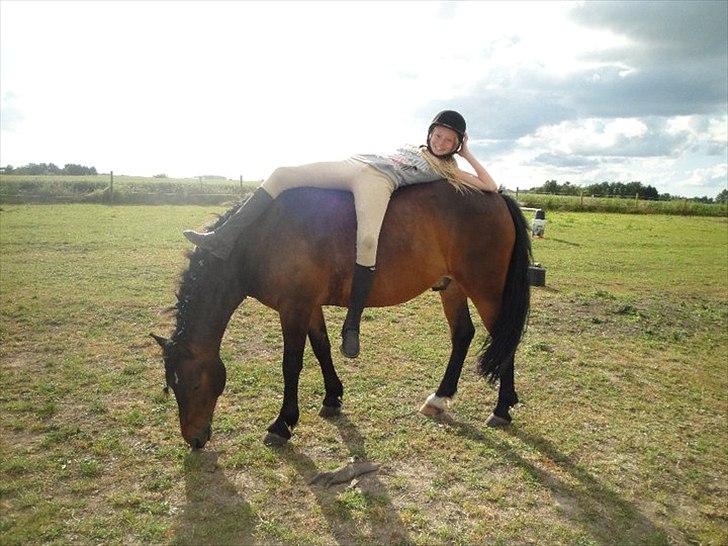 New Forest Ida´s Moonlight *Monty* - tihi...XP billede 11