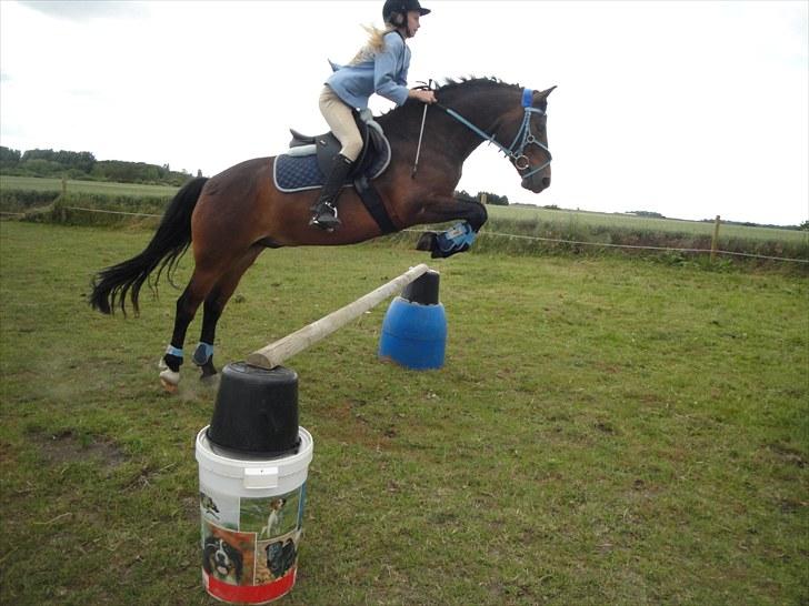 New Forest Ida´s Moonlight *Monty* billede 12