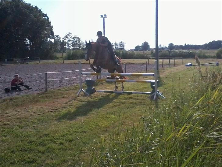 Dansk Varmblod Unique Des Malais - 95-100 cm :D<3 Foto: Mette L, TAK! <3 billede 18