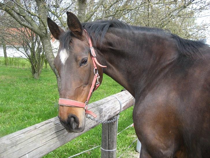 Dansk Varmblod Kiki "lynild" vogt - Kiki er altid meget nysgerrig på hvad der sker omkring hende. Tænk hvis nogen gik med noget mad:0) billede 1