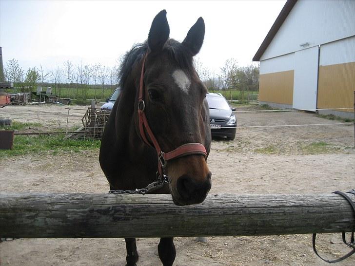 Dansk Varmblod Kiki "lynild" vogt billede 2