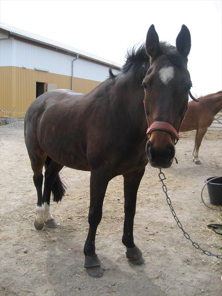 Dansk Varmblod Kiki "lynild" vogt billede 3