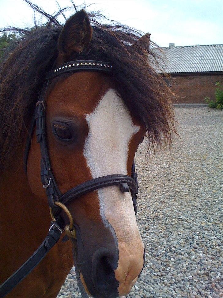 Welsh Mountain (sec A) Stoertebecker´s Genius billede 5