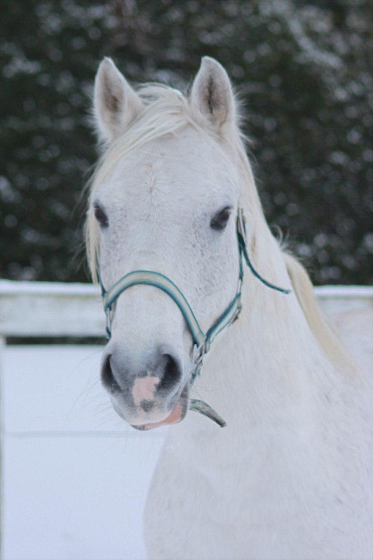 Anden særlig race Hovgaards Happy Day - d. 5 december 2010 - Happy i sneen :) billede 5