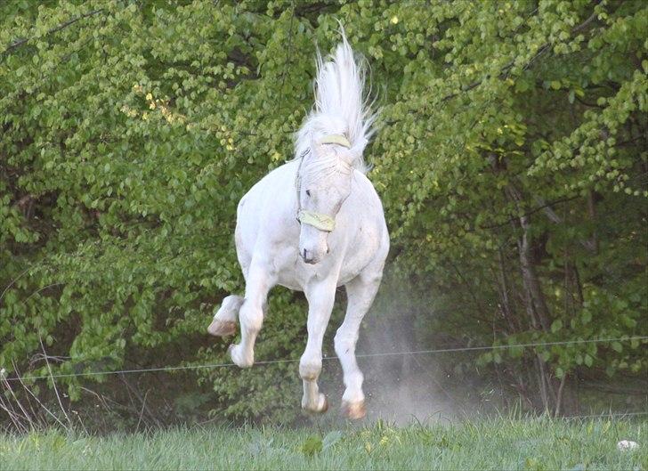 Anden særlig race Hovgaards Happy Day - Første dag på græs sommer 2011 :) billede 2
