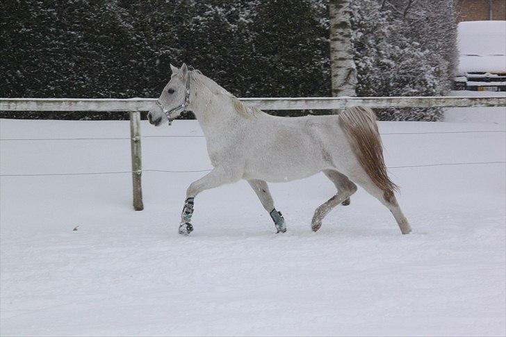 Anden særlig race Hovgaards Happy Day - 5 december 2010  - den hest kan trave! :D billede 9