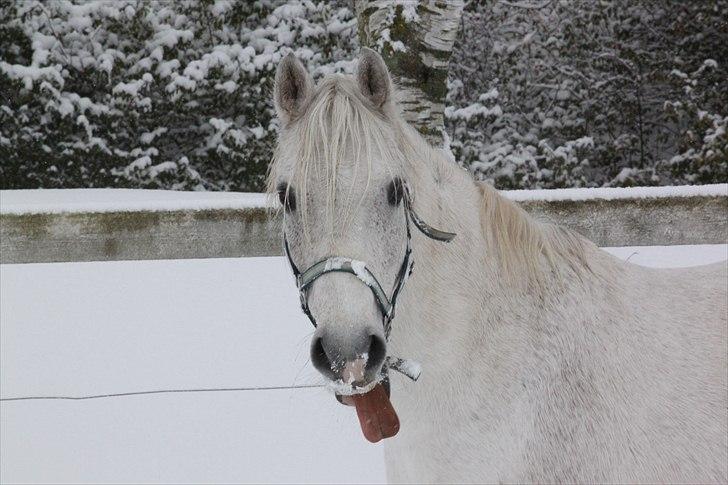 Anden særlig race Hovgaards Happy Day - 5 december 2010  billede 13