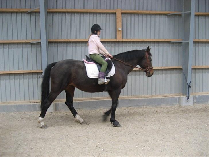 Dansk Varmblod Kiki "lynild" vogt - Kiki er så sød og nem, at min datter på 10 kan ride hende  billede 4