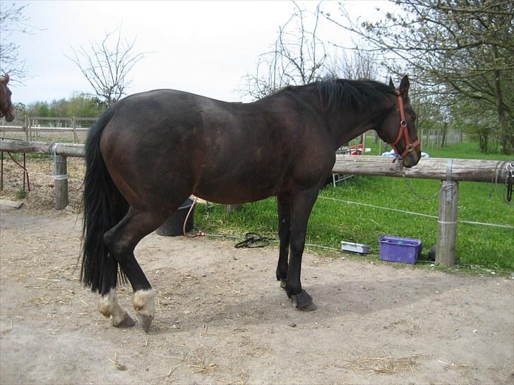 Dansk Varmblod Kiki "lynild" vogt - sommertyk og ude af form.Men det skal vi nok få lavet om på:0) billede 5