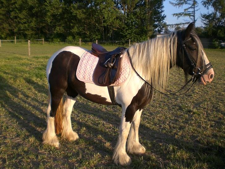 Irish Cob Indyana - Smukke Indy med rideudstyr :) billede 11