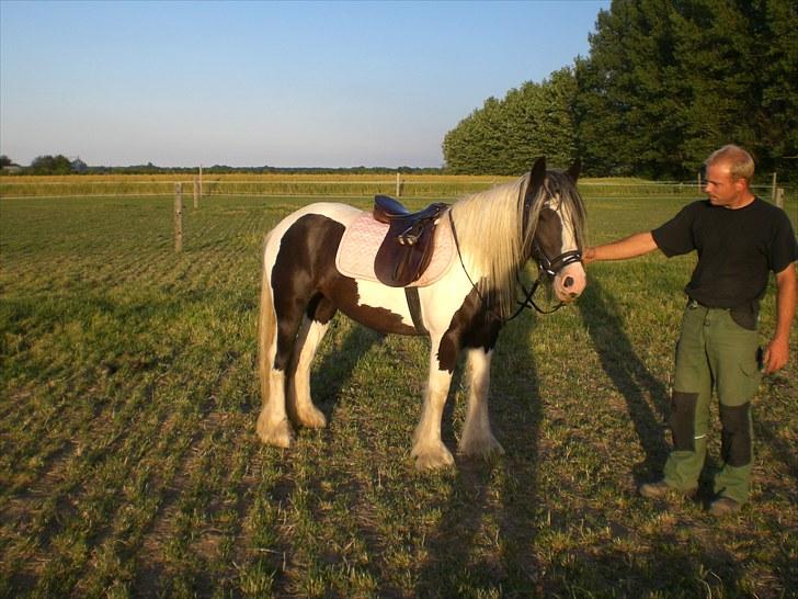 Irish Cob Indyana - Lige inden hun skal have rytter på :) billede 12